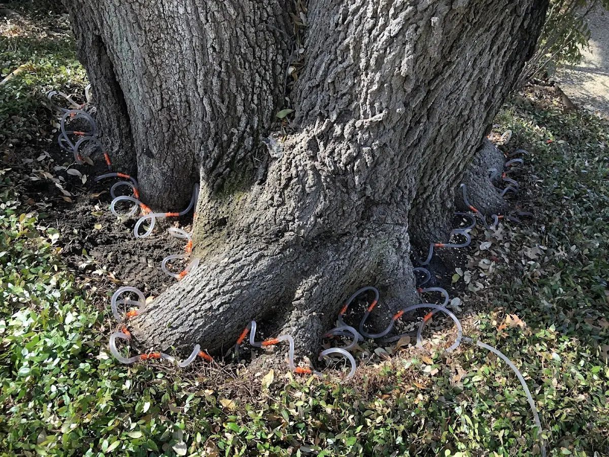 Detailed Tree Cabling and Bracing job site in North Woodstock