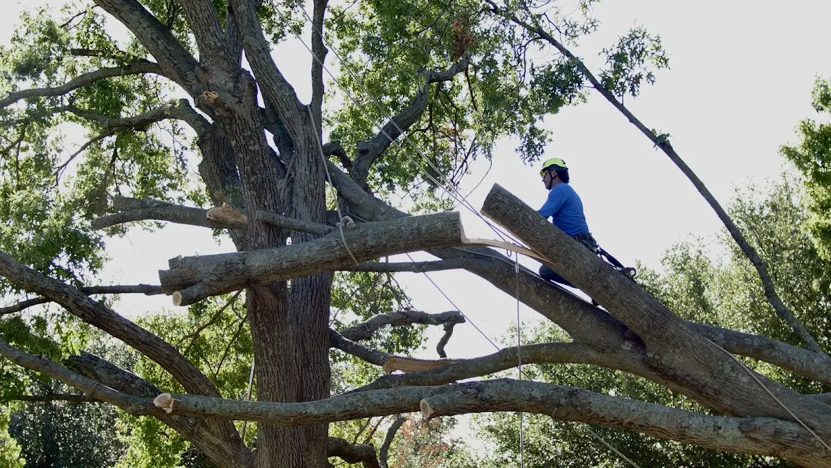 Professional Crown Thinning performed by certified arborists in North Woodstock
