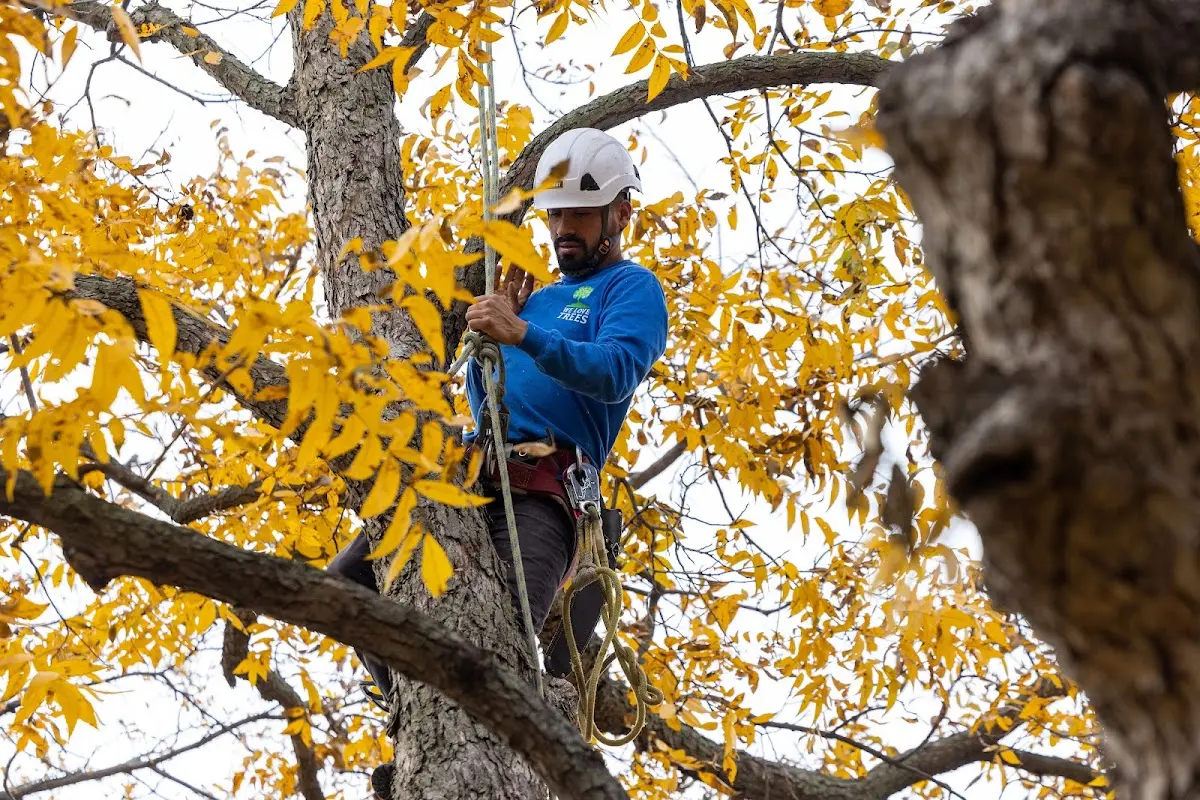 Skilled Tree Pruning crew working in North Woodstock